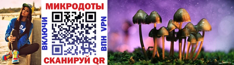 Псилоцибиновые грибы Psilocybe  Лахденпохья 